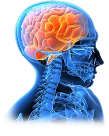 Neurometria
